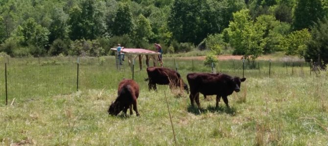 New Cow Port! New Cow Port!